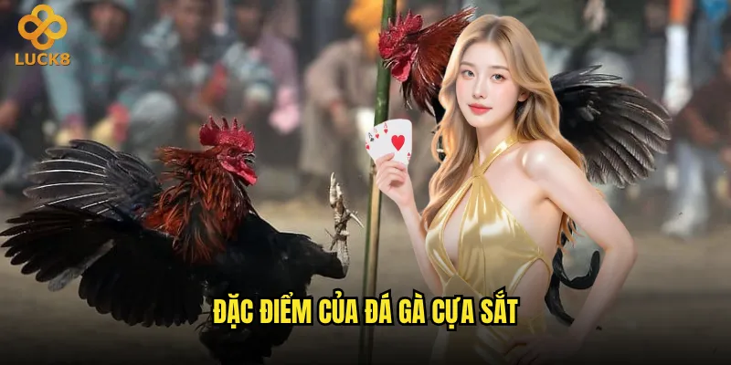 Đá gà cựa sắt tại Luck8 có nguy hiểm như người ta nghĩ? 2 Đặc điểm của đá gà cựa sắt