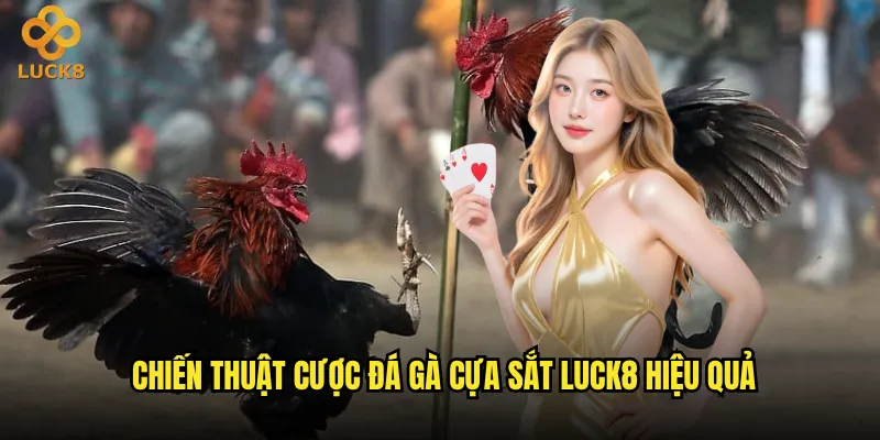 Đá gà cựa sắt tại Luck8 có nguy hiểm như người ta nghĩ? 3 Chiến thuật cược đá gà cựa sắt Luck8 hiệu quả