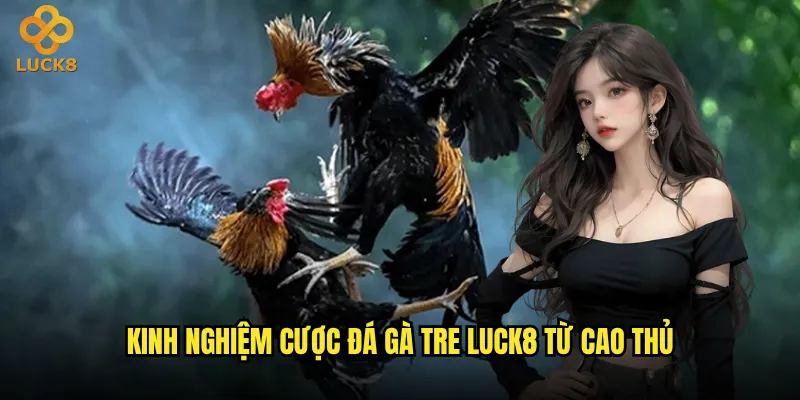 Đá gà tre Luck8 có còn giữ được nét truyền thống Việt Nam? 3 Kinh nghiệm cược đá gà tre Luck8 từ cao thủ